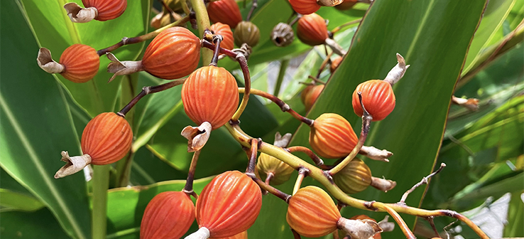 月桃（げっとう）とは？