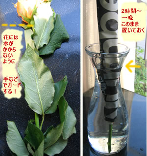 プロ直伝のお花の水揚げ方法とは お花の定期便ピュアフラワー