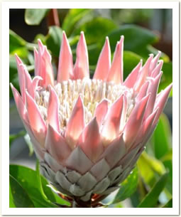 ⑤*:ஐ個性的な花*:ஐ南アフリカ原産・キング・プロテア・苗【リトル・プリンス】